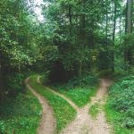 A forked dirt path in a forest, illustrating choices in learning and growth.